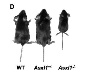 asxl1-mice